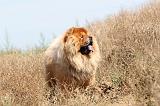 CHOW CHOW 156